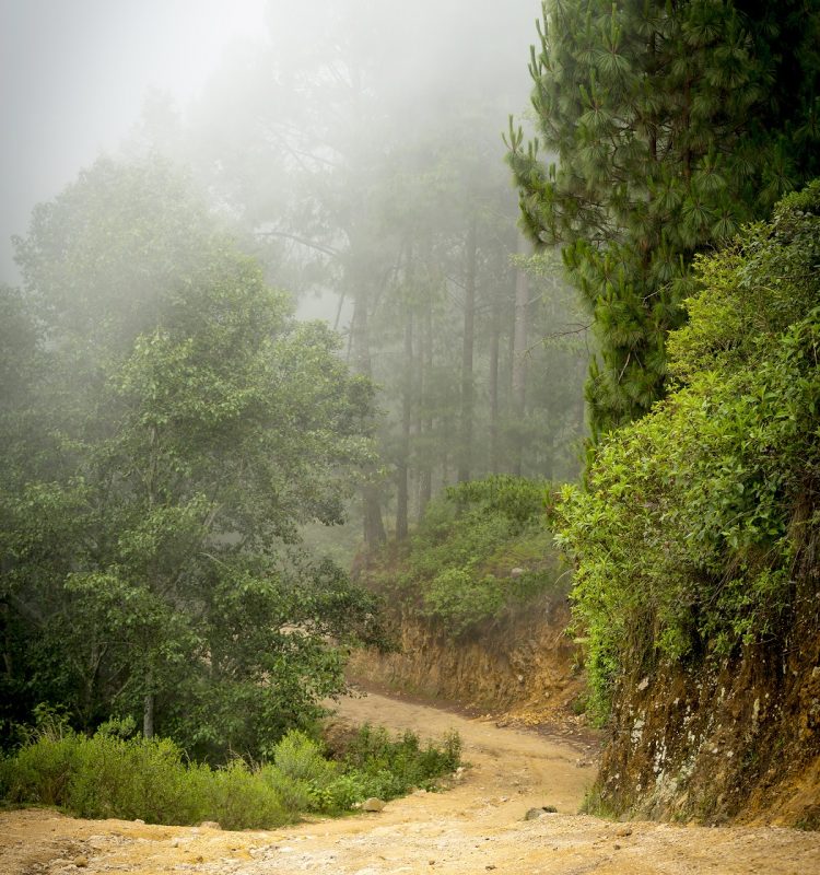 Misty forest landscape with fog through the trees in Guatemala